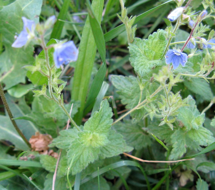 Veronica chamaedrys (Lamiales-Plantaginaceae)